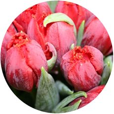 Tulpen-rot.jpg